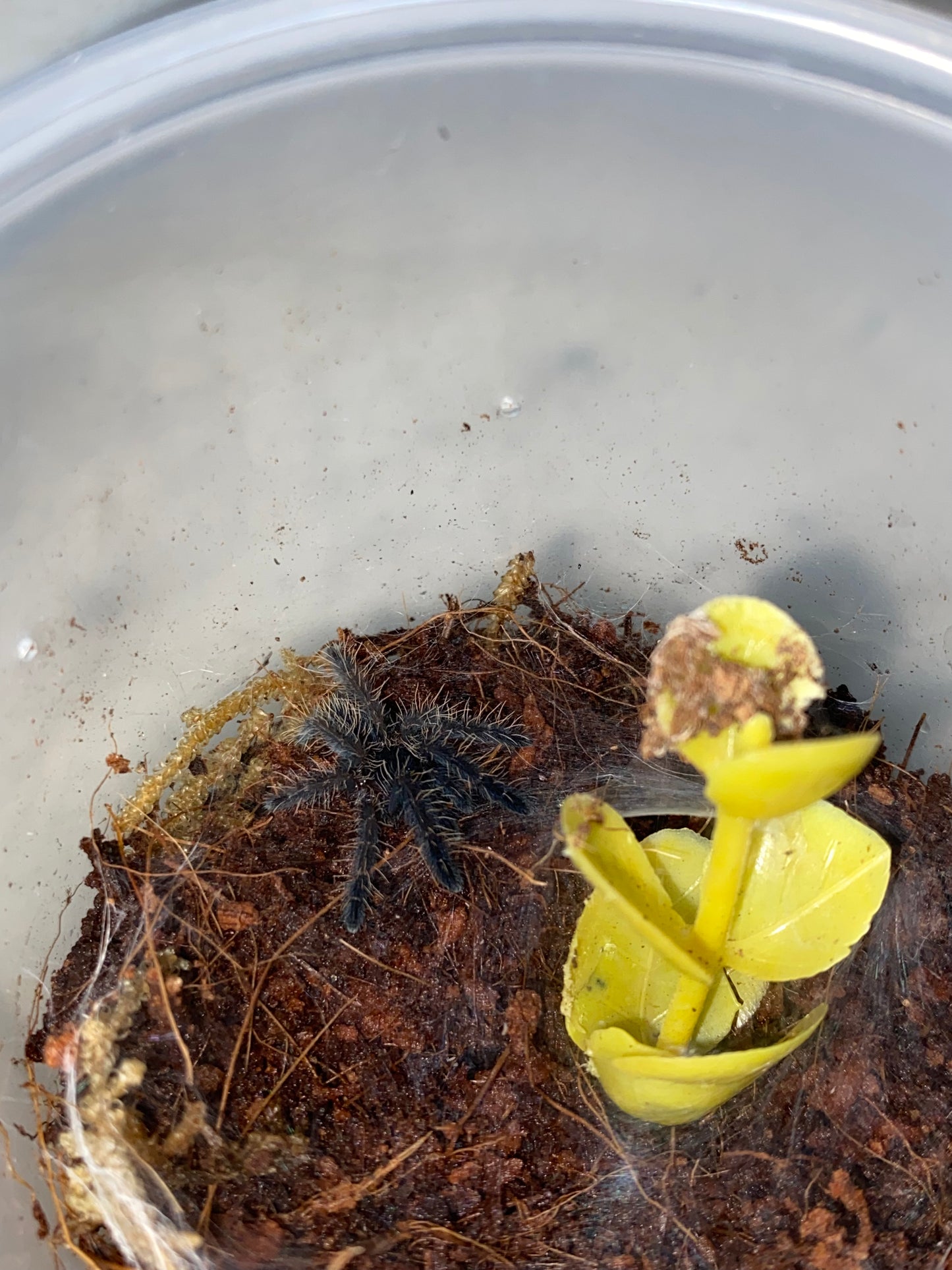Aspinochilus Rufus (Peach Earth Tiger)