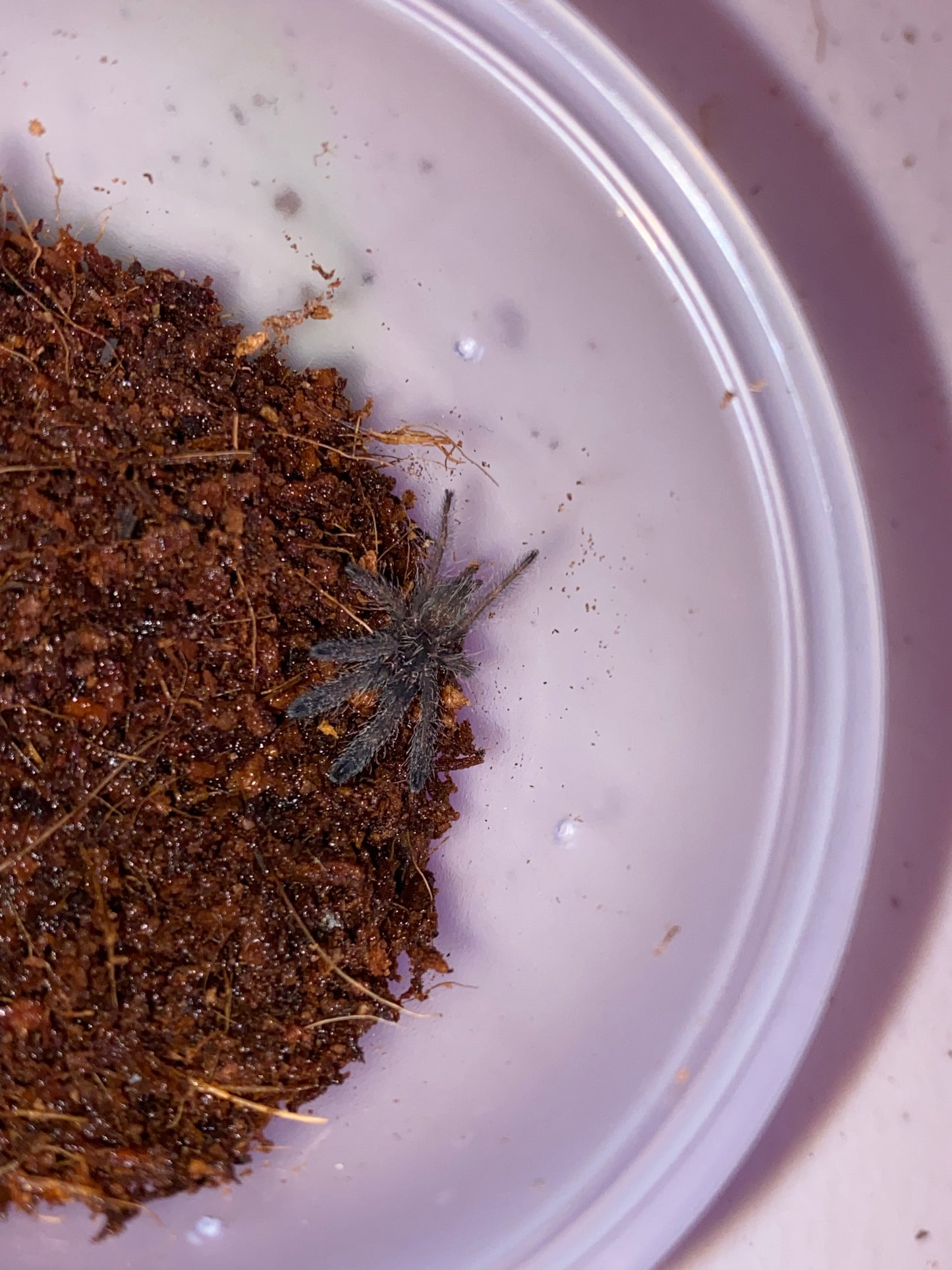Tapinauchenius Cupreus (Violet Tree Spider)