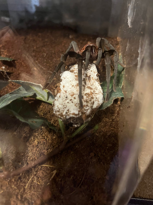 Bumba Horrida (Brazilian Redhead) 1.25 in