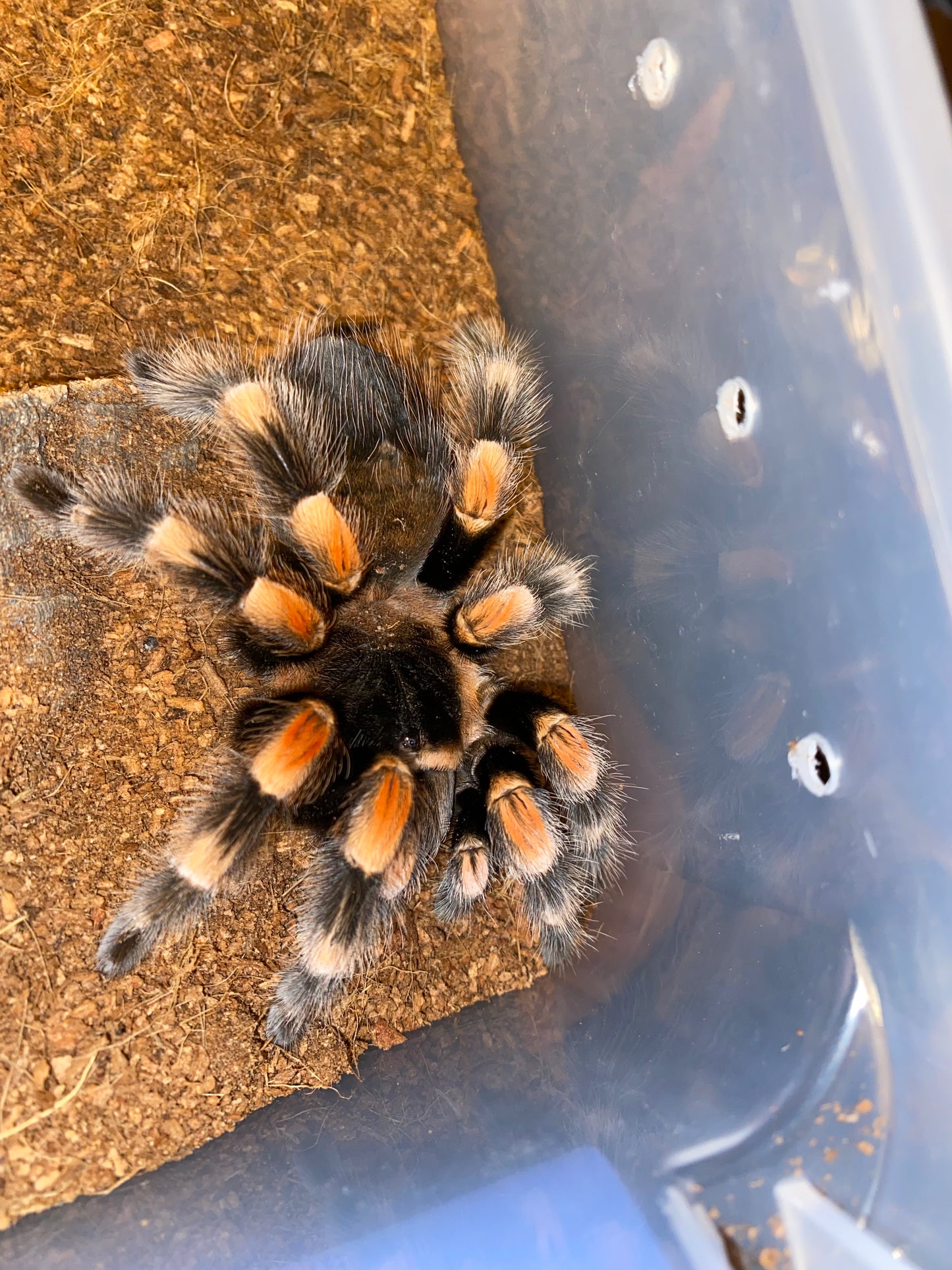 Brachypelma Hamorii (Mexican Redknee)