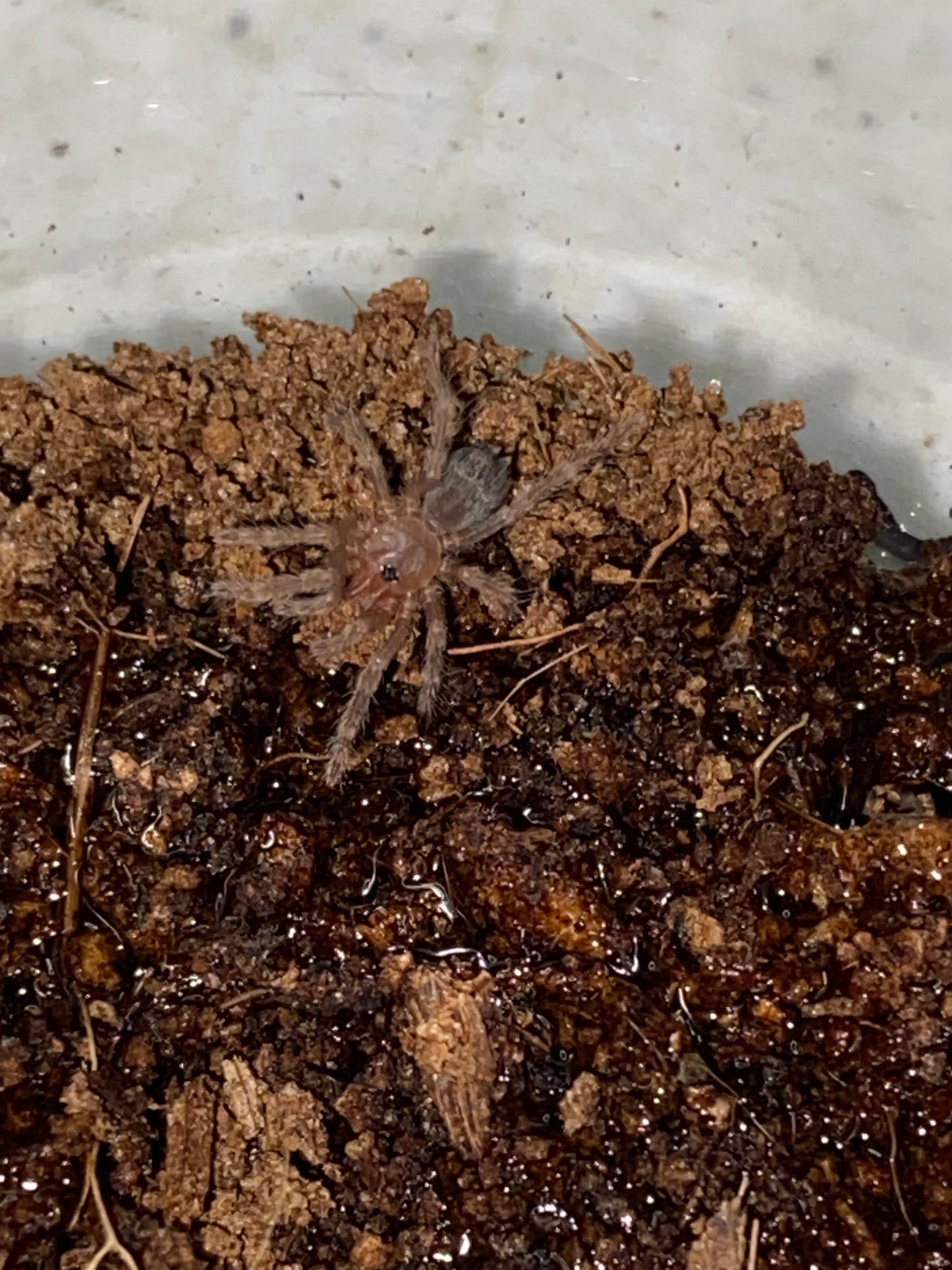 Pterinopelma Sazimai (Brazilian Blue)