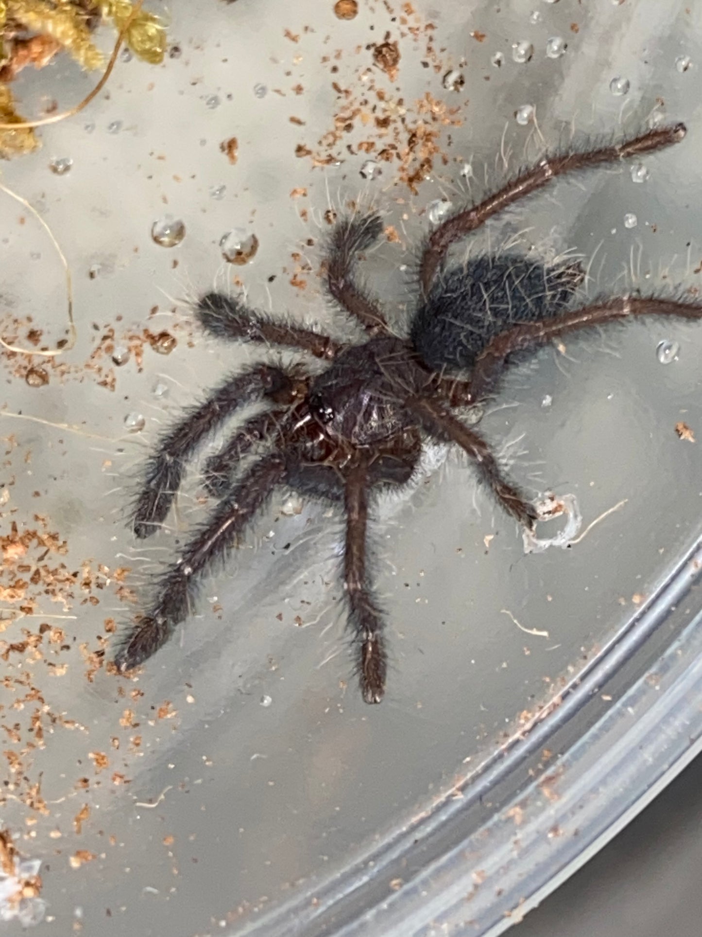 Phormingochilus sp Hati Hati (Purple Earth Tiger) 1inch