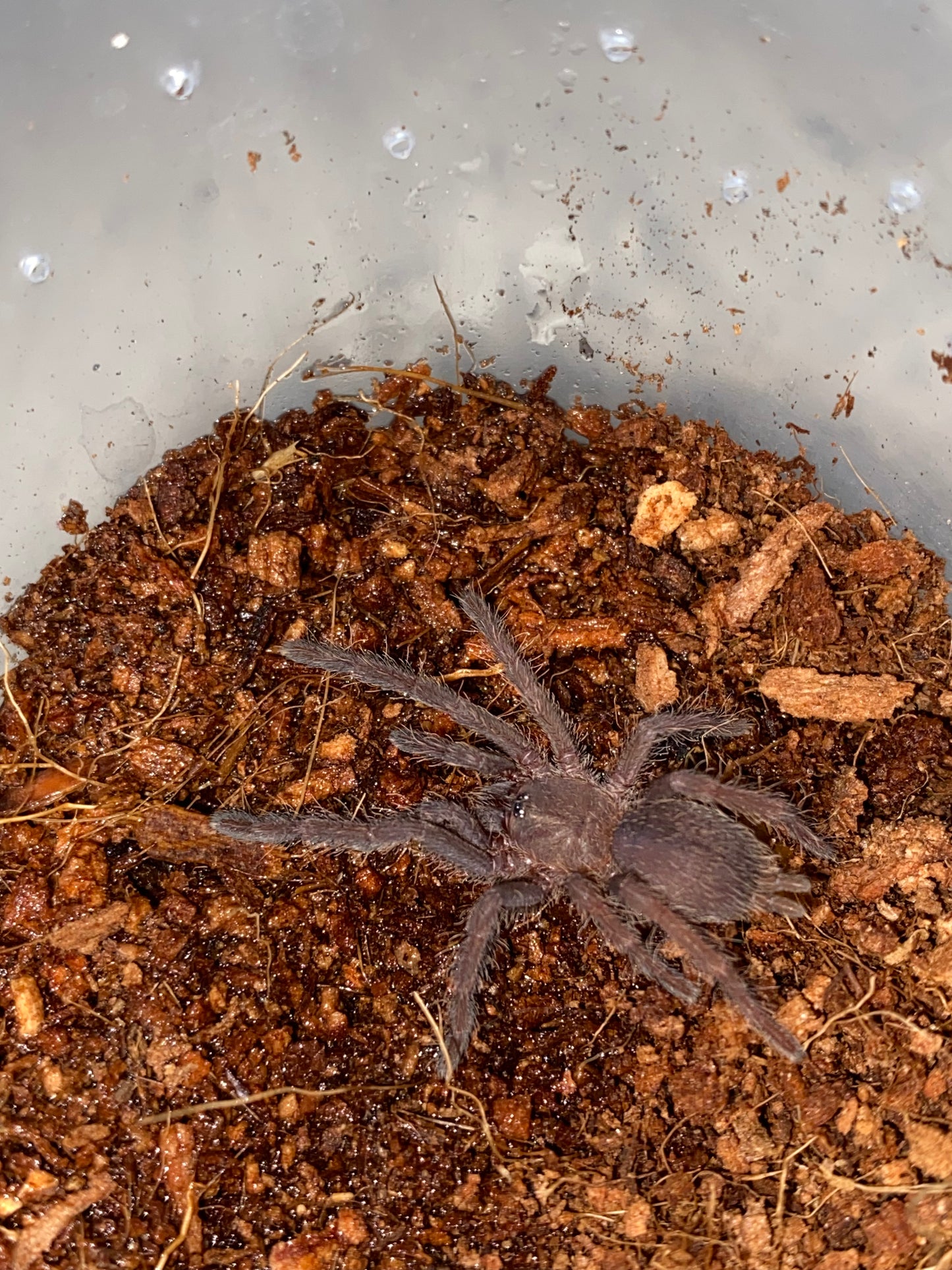 Chilobrachys Dyscolus sp Blue (Vietnam Blue)