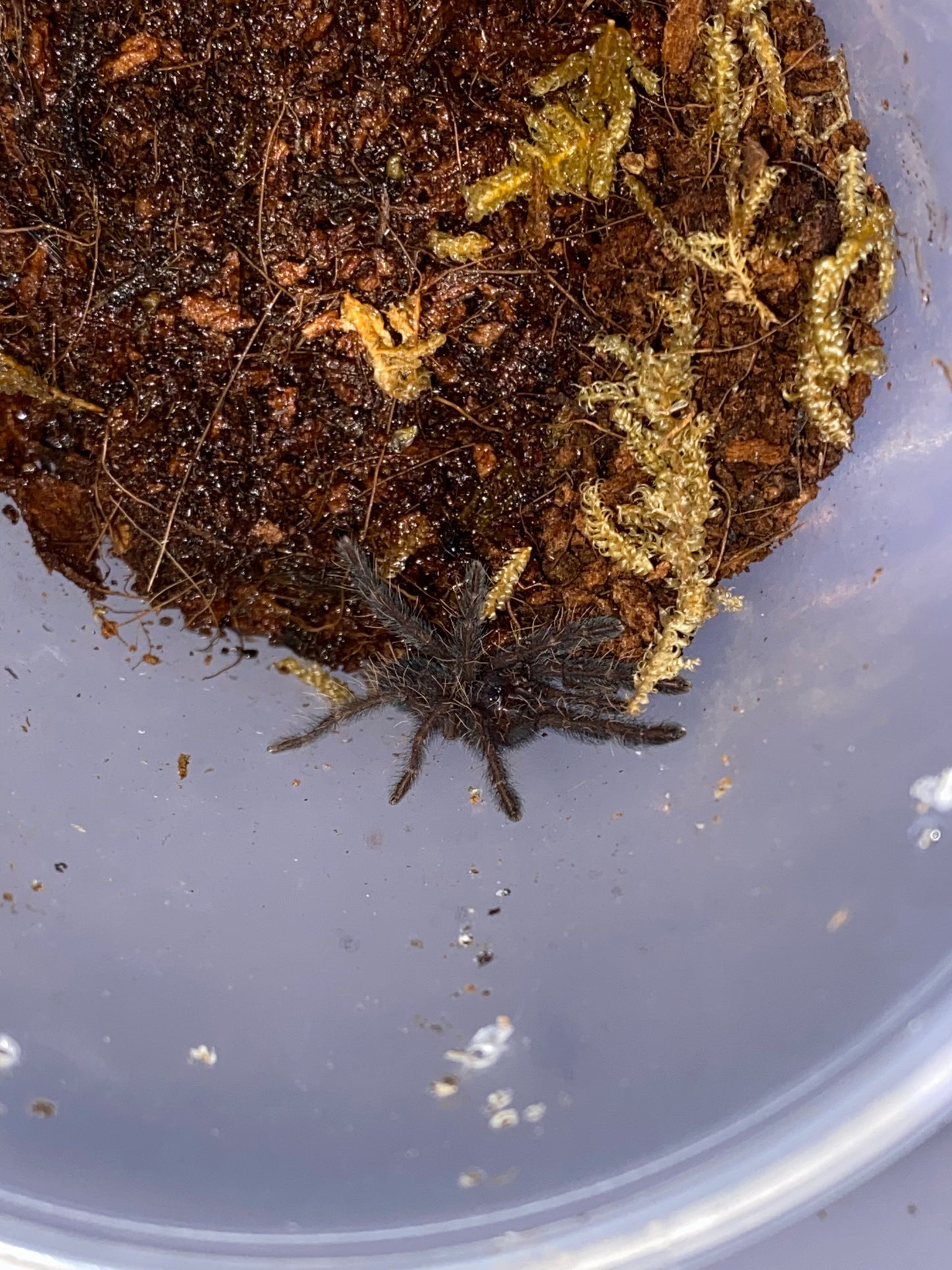 Phormingochilus Arbicola (Borneo Black) No