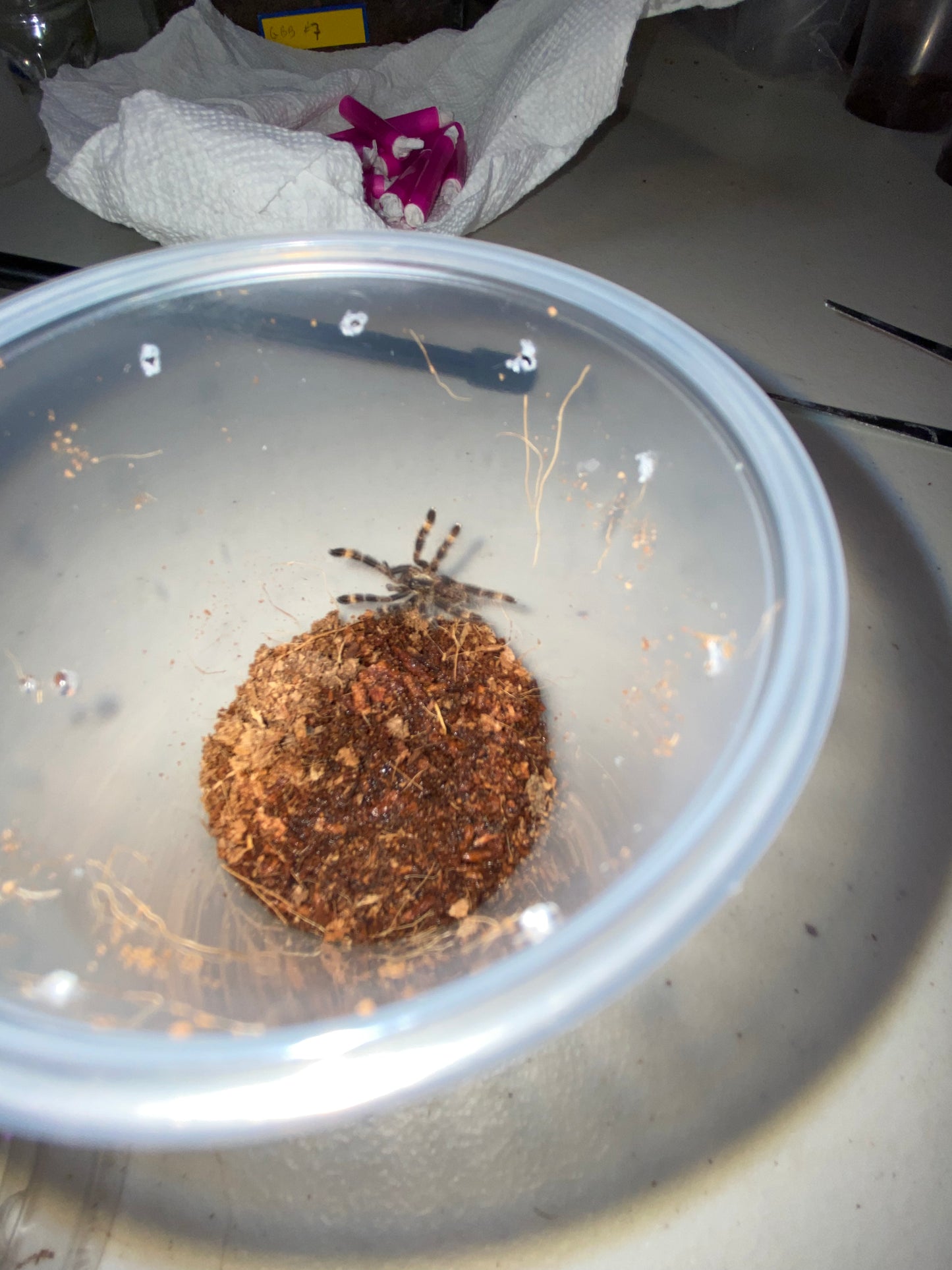 Poecilotheria Ornata (Fringed Ornamental) *California Sales Only
