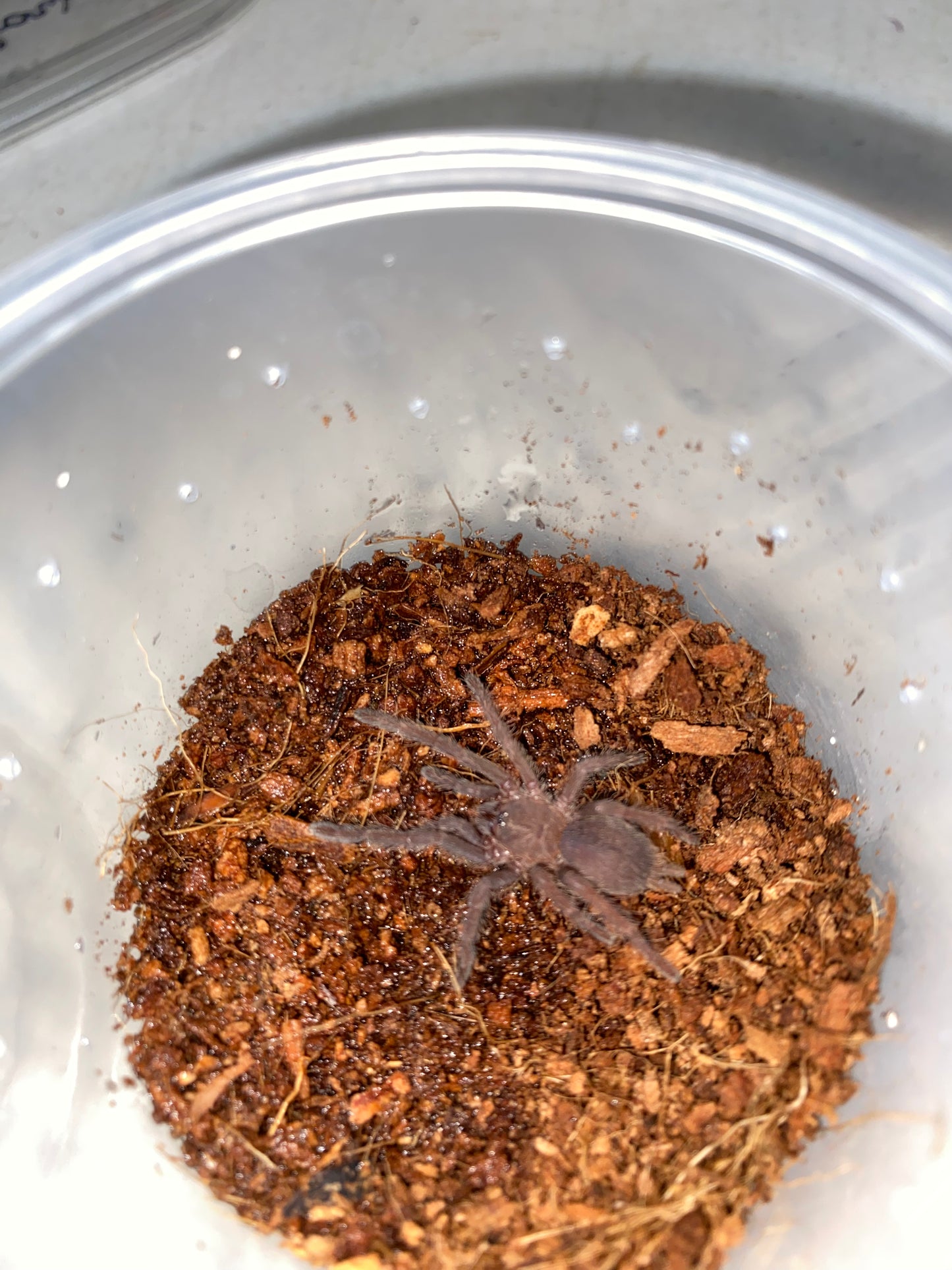 Chilobrachys Dyscolus sp Blue (Vietnam Blue)