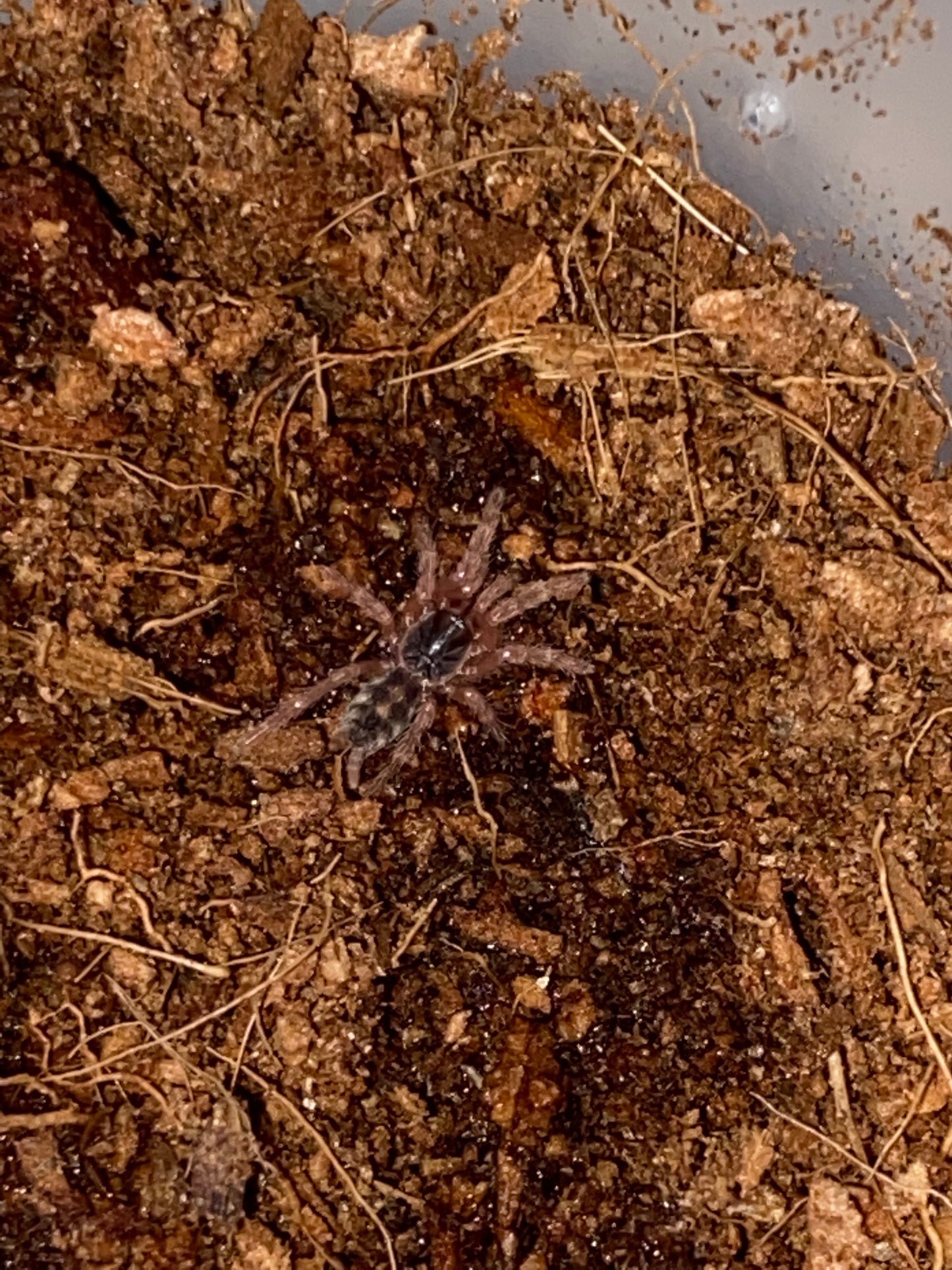 Hapalopus sp Columbia (Pumpkin Patch)