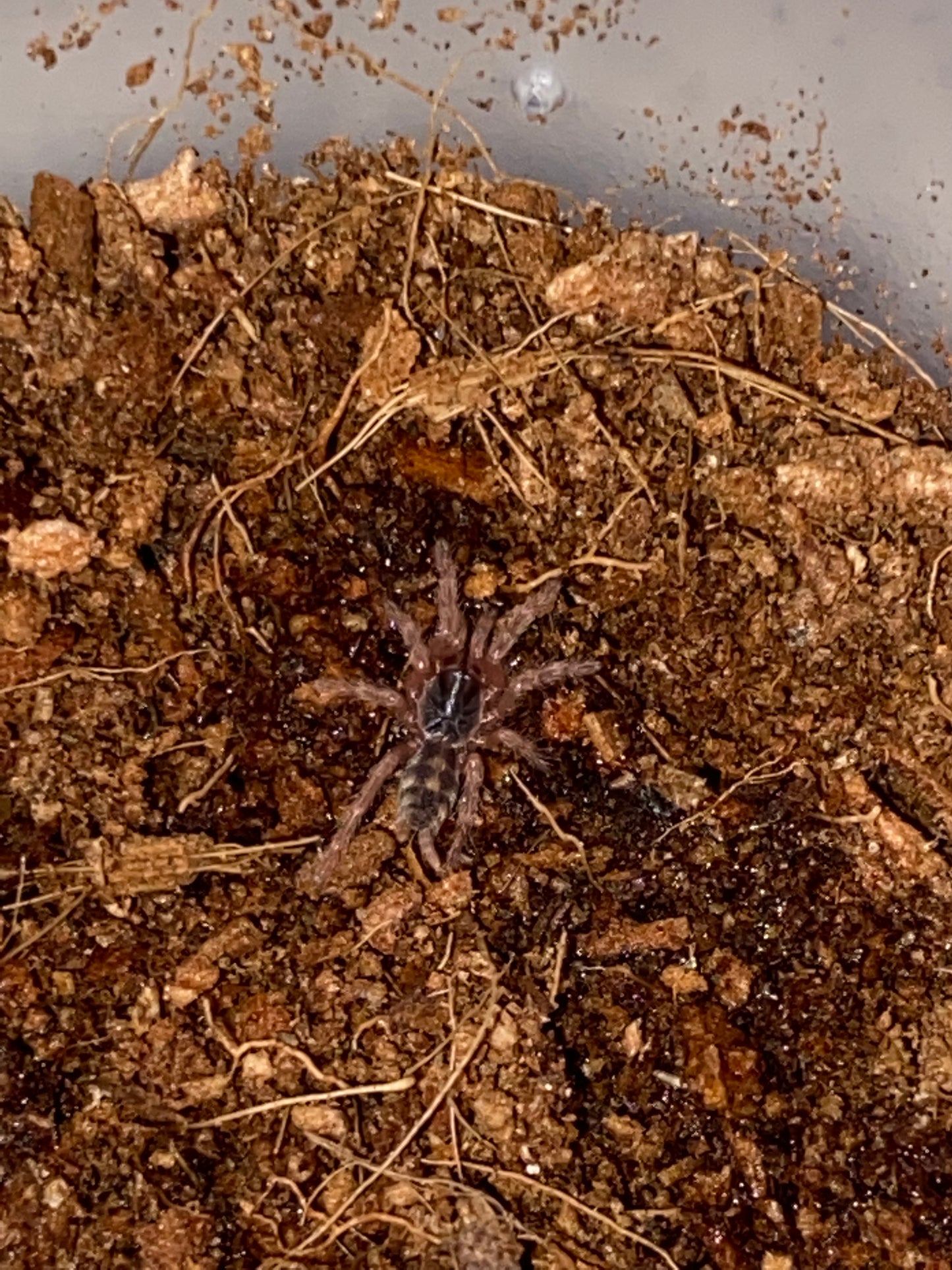 Hapalopus sp Columbia (Pumpkin Patch)