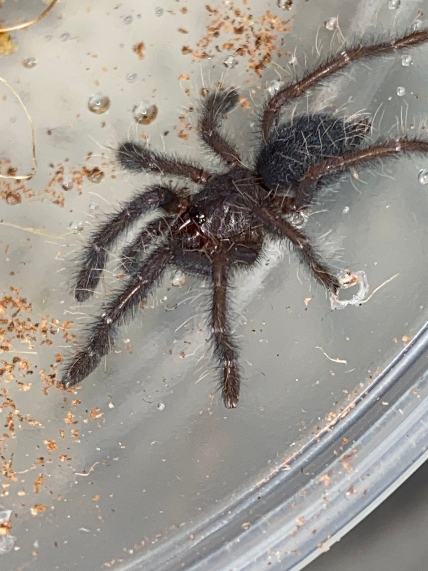 Phormingochilus sp Hati Hati (Purple Earth Tiger) 1inch