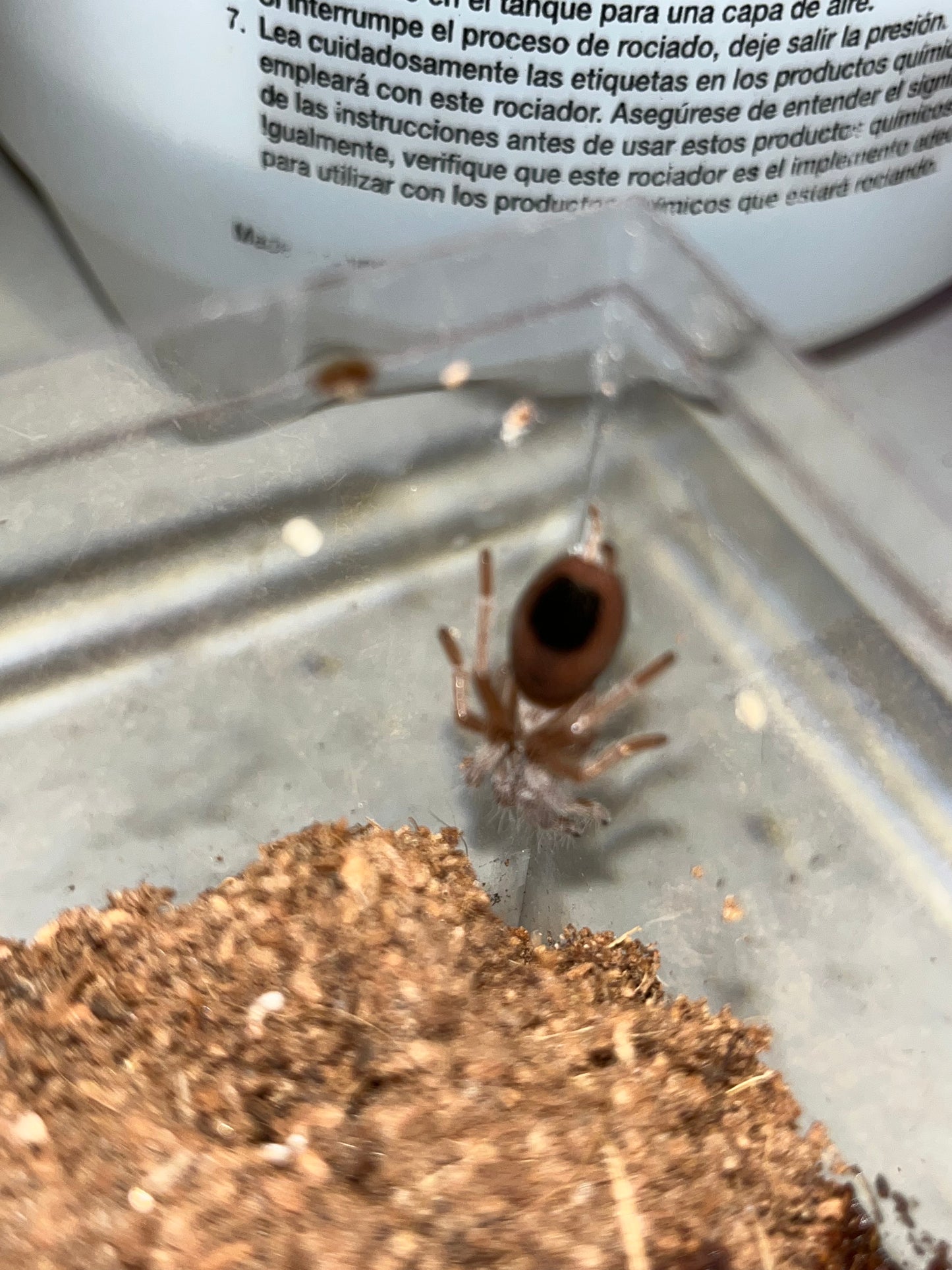 Aphonopelma Eutylenum (California Ebony)