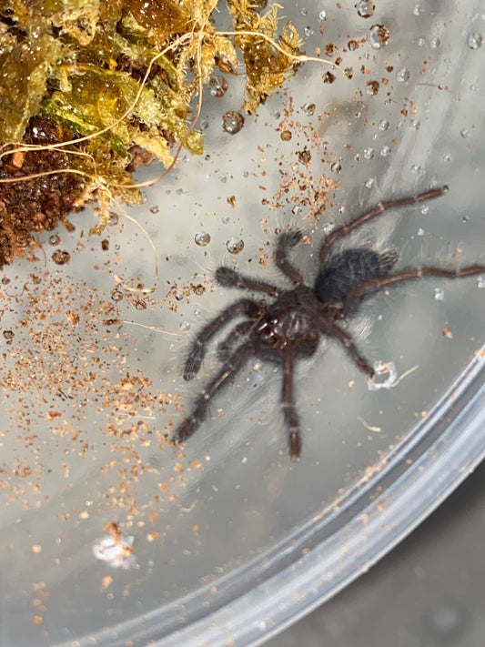 Phormingochilus sp Hati Hati (Purple Earth Tiger) 1inch