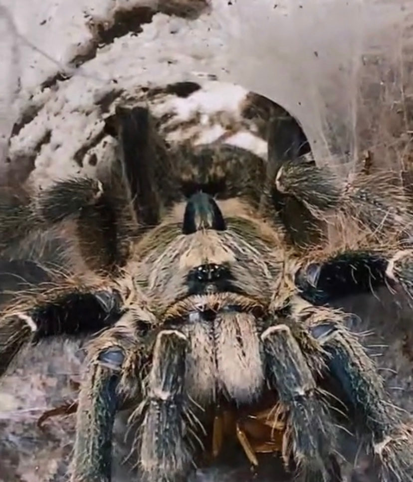 Ceratogyrus Darlingi (Rear Horned Baboon) 2 inch