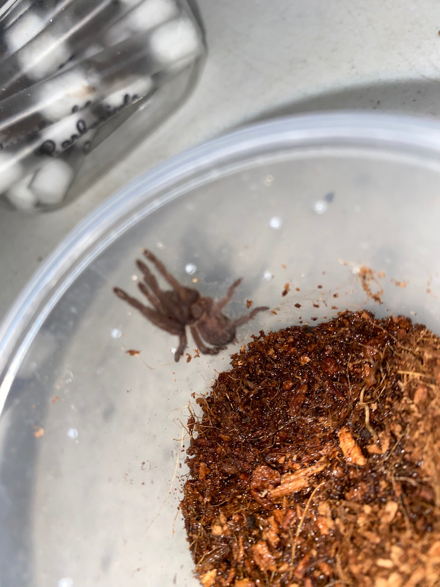 Chilobrachys Dyscolus sp Blue (Vietnam Blue)