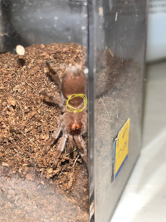 Aphonopelma Eutylenum (California Ebony)