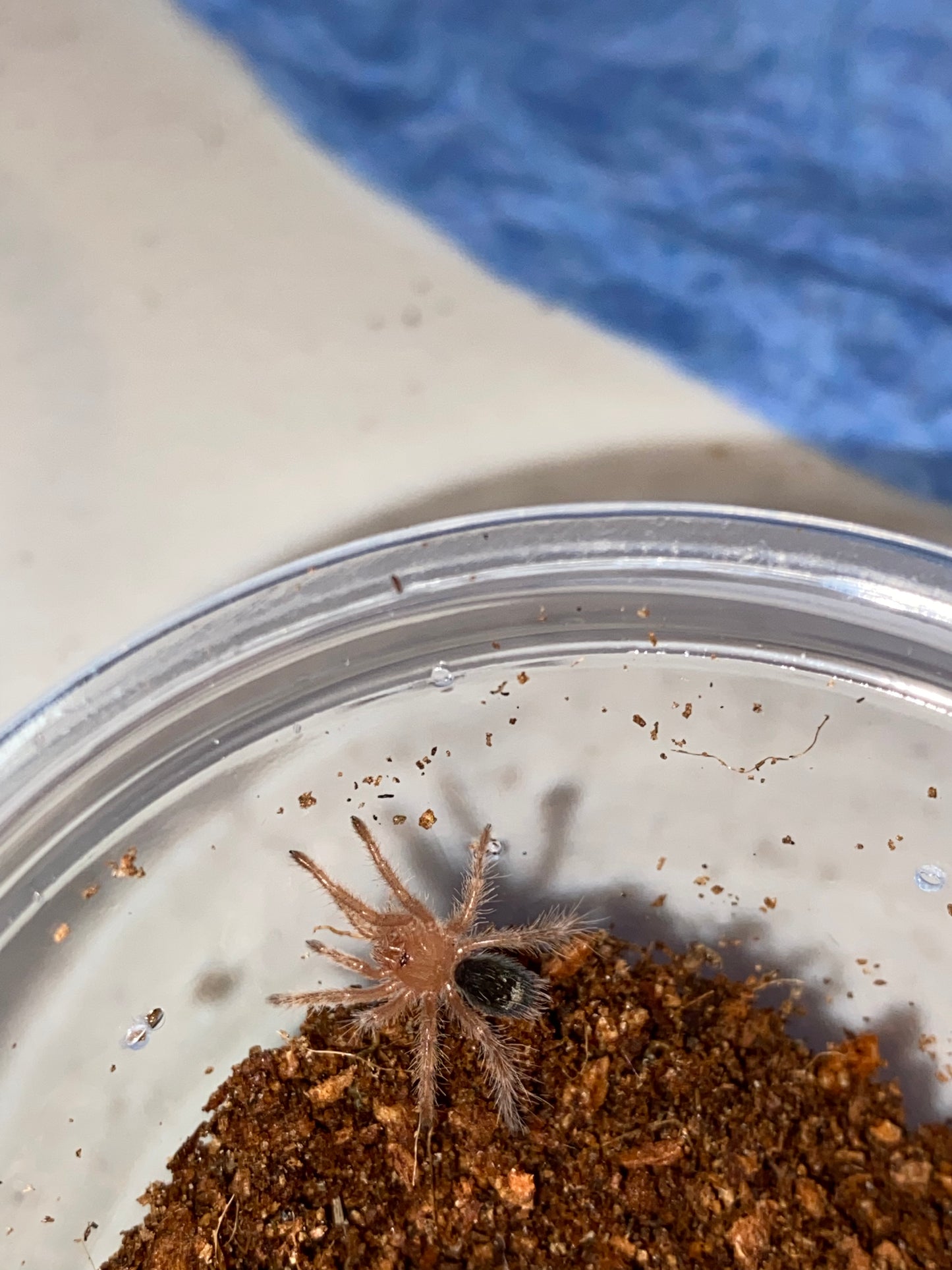 Grammostola Pulchripes (Chaco Golden Knee)