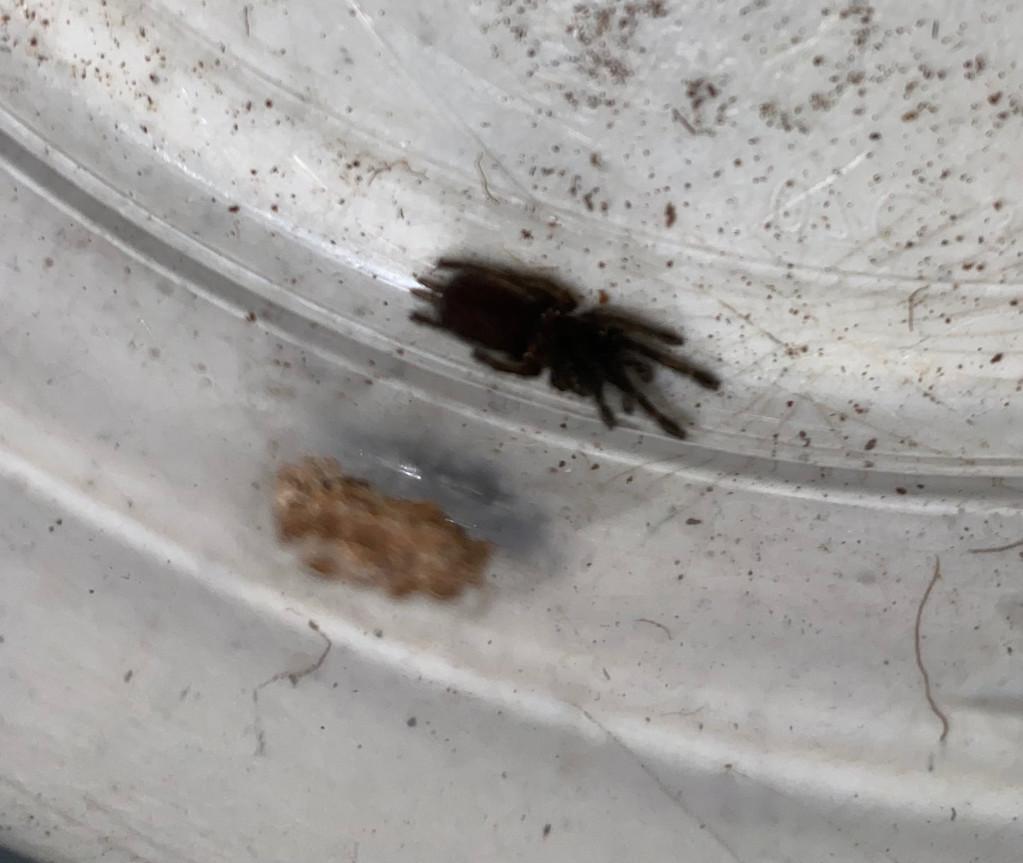 Chilobrachys Fimbriatus (Indian Violet) .5 in