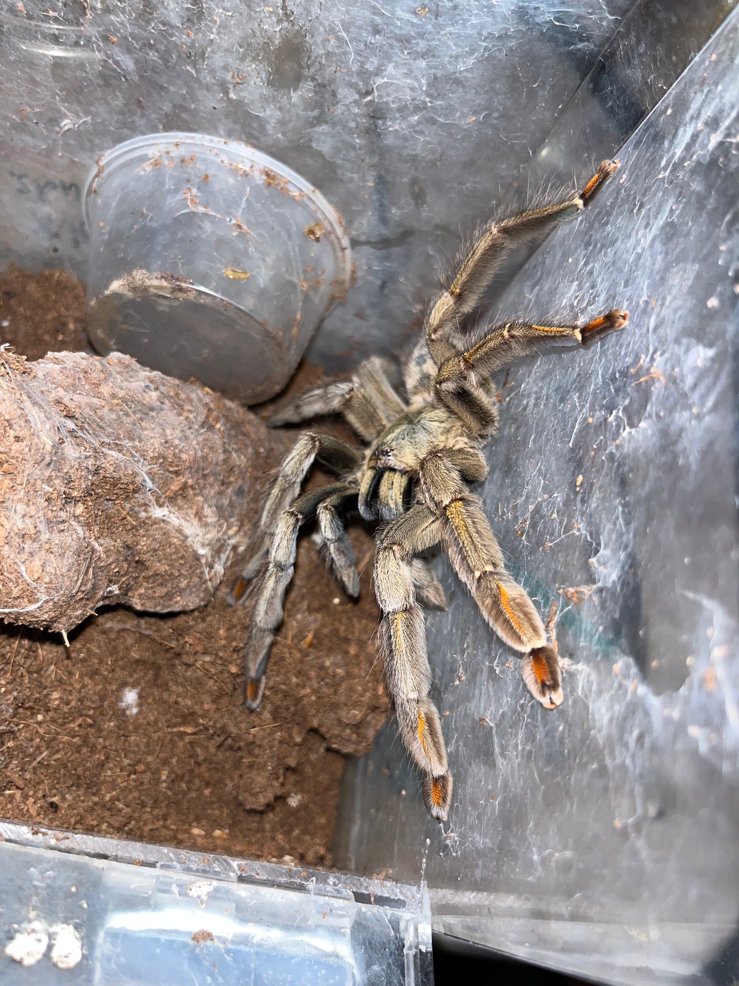 Psalmopoeus Cambridgei (Trinidad Chevron) 2in