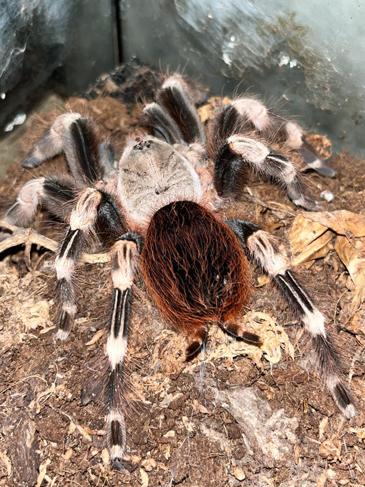 Nhandu Chromatus (Brazilian Red and White)