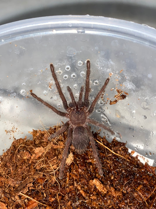 Chilobrachys Dyscolus sp Blue (Vietnam Blue)