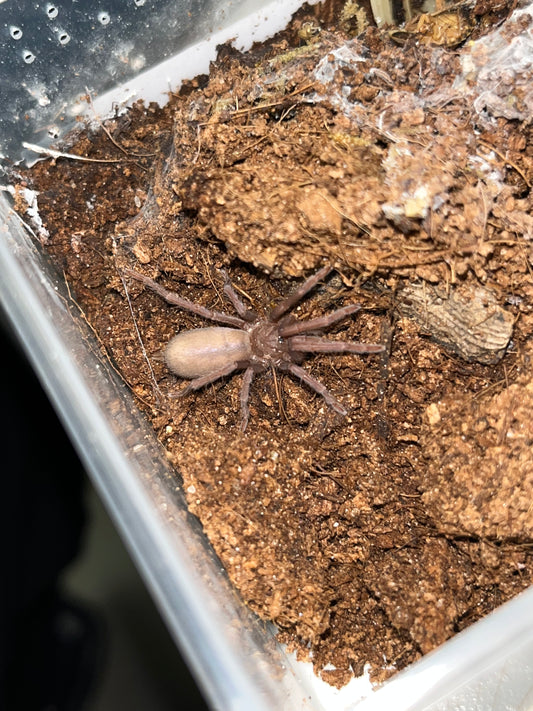 Orphnaecus Philippinus (Philippine Tangerine) 2in