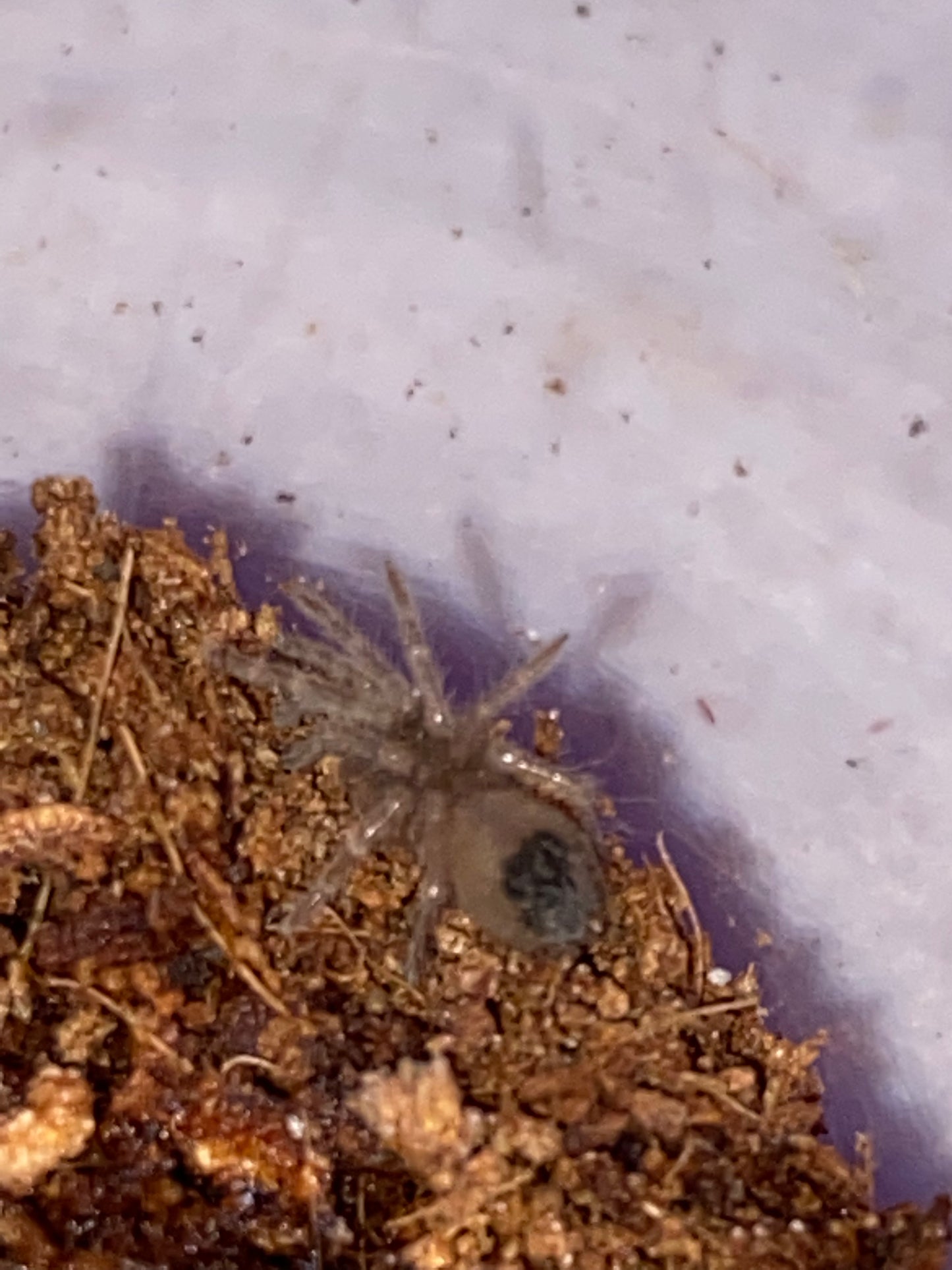 Brachypelma Hamorii (Mexican Redknee)