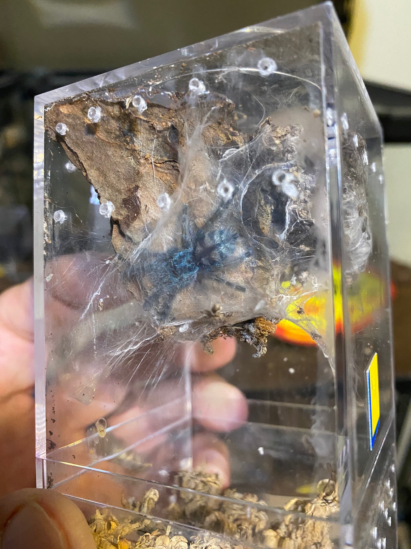 Caribena Versicolor (Antilles Pinktoe)