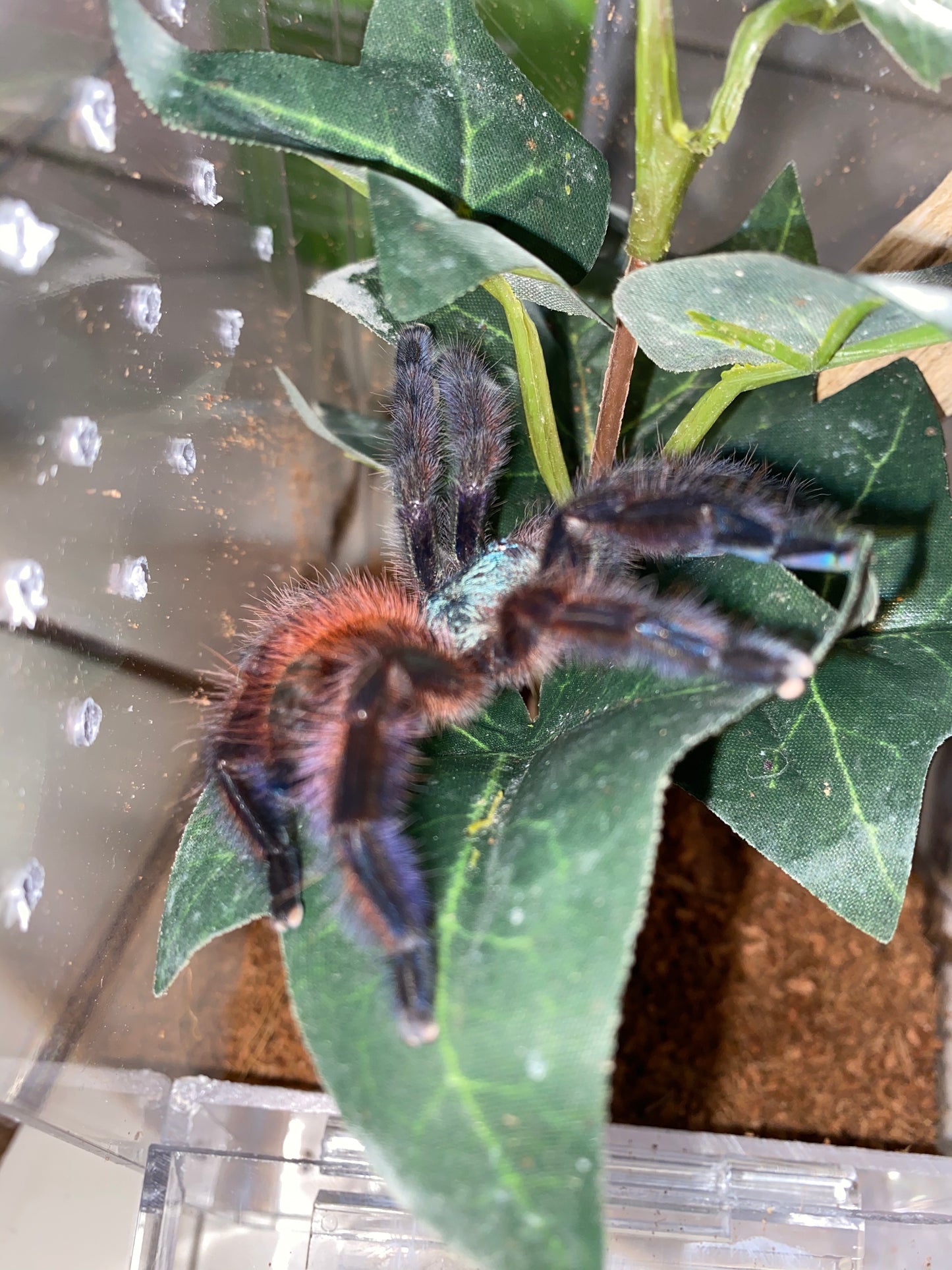 Caribena Versicolor (Antilles Pinktoe)