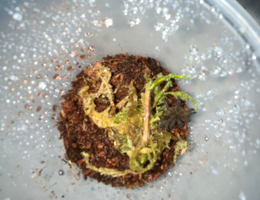 Harpacteria Pulchripes (Golden Blue Leg Baboon) .75 in