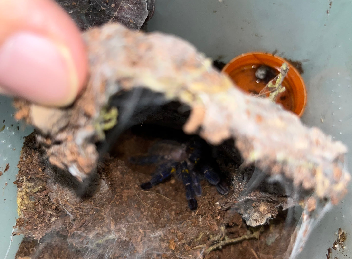 Poecilotheria Metallica (Gooty Sapphire Ornamental)