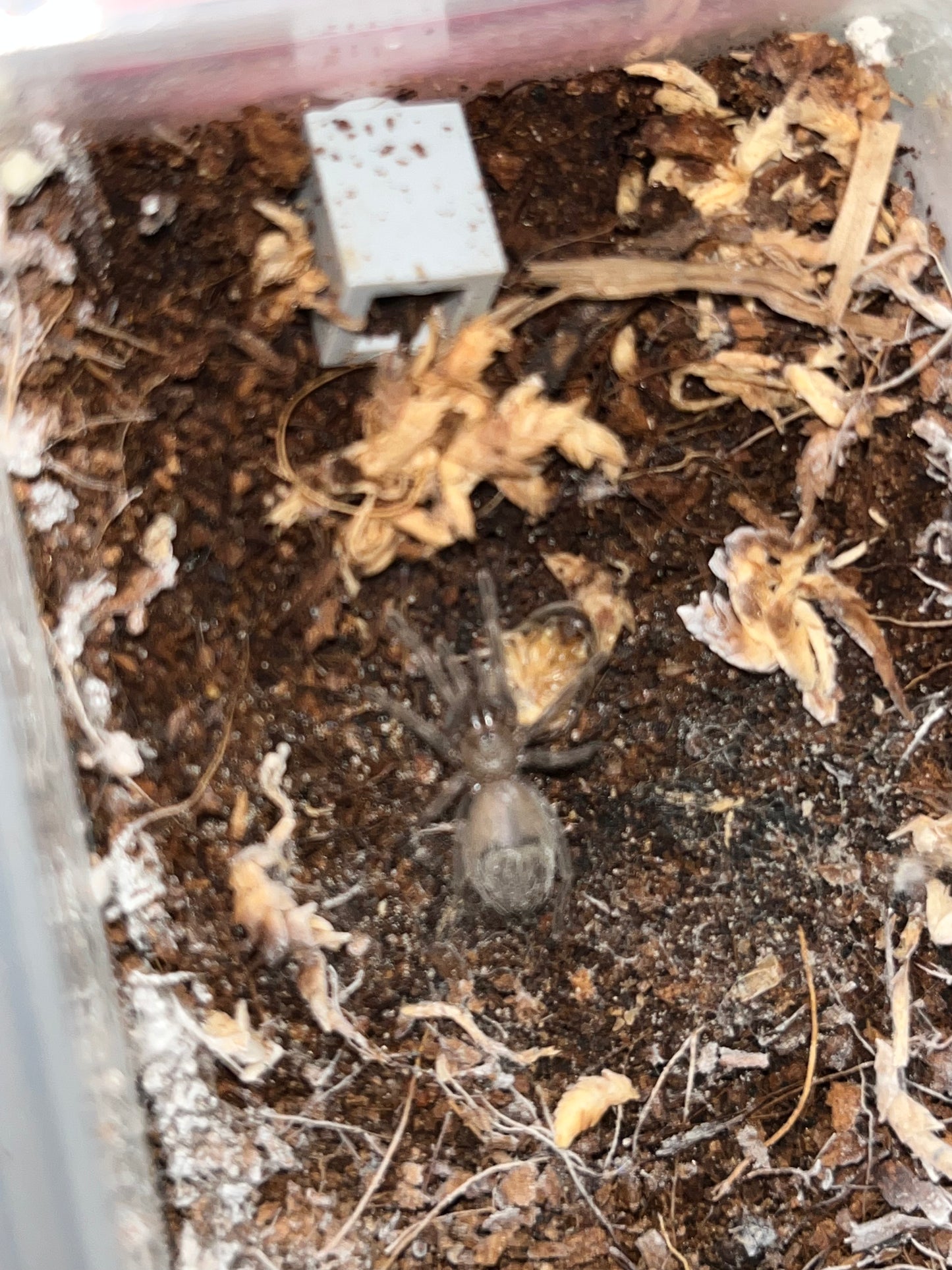 Lasiadora Parahybana (Salmon Pink Birdeater)