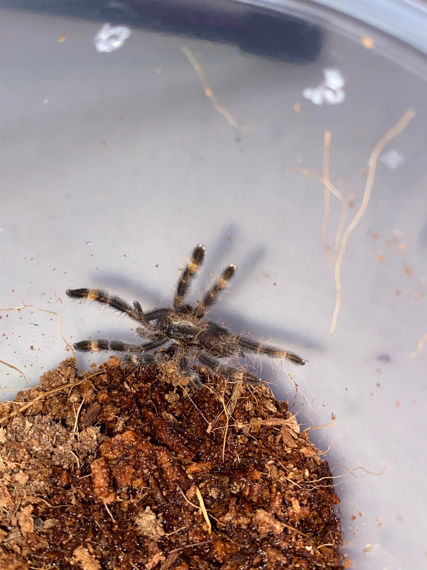Poecilotheria Ornata (Fringed Ornamental) *California Sales Only