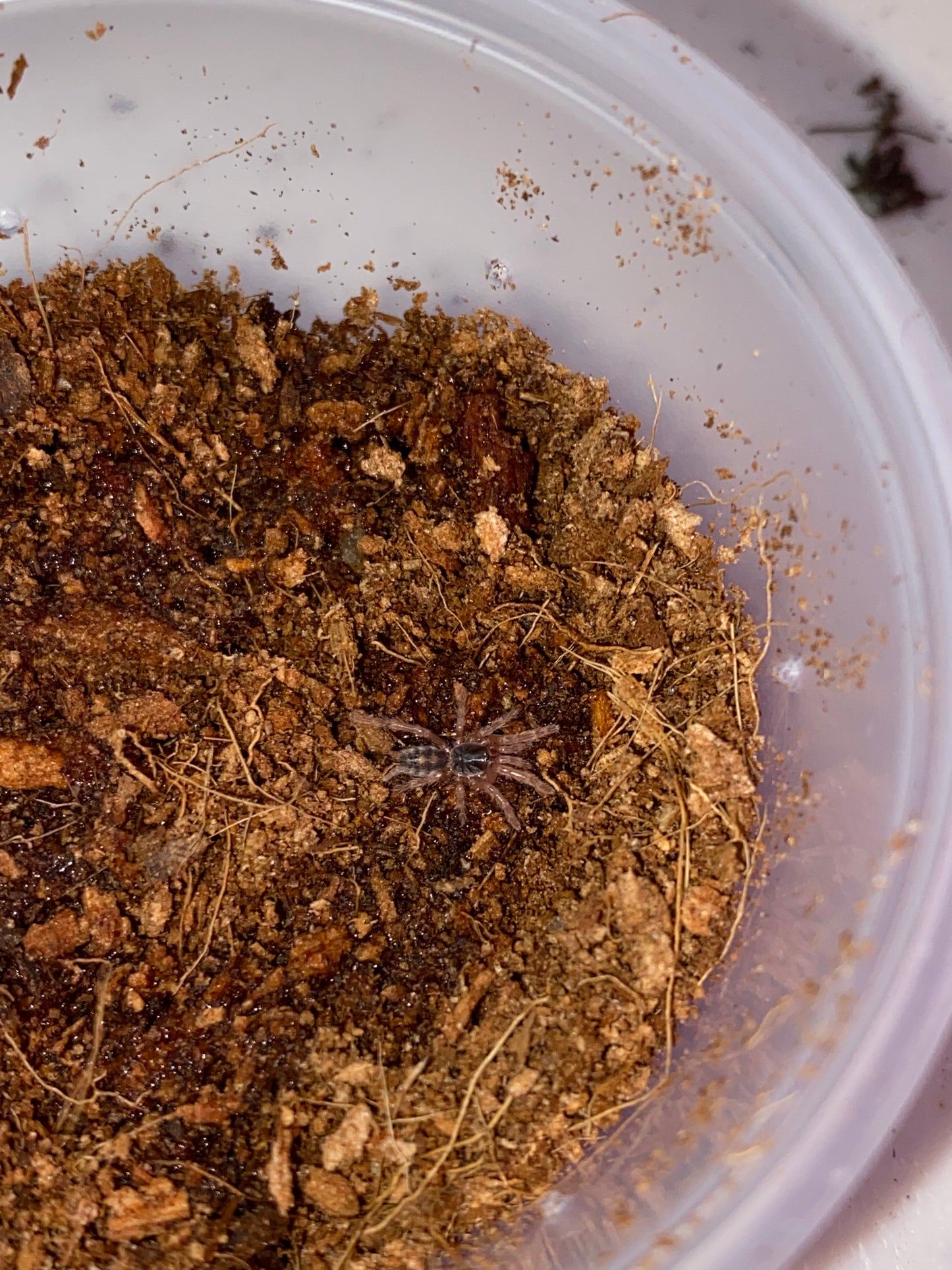Hapalopus sp Columbia (Pumpkin Patch)