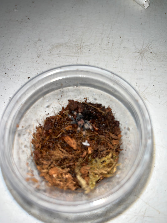 Psalmopoeus Irminia (Venezuelan Suntiger) 1 inch