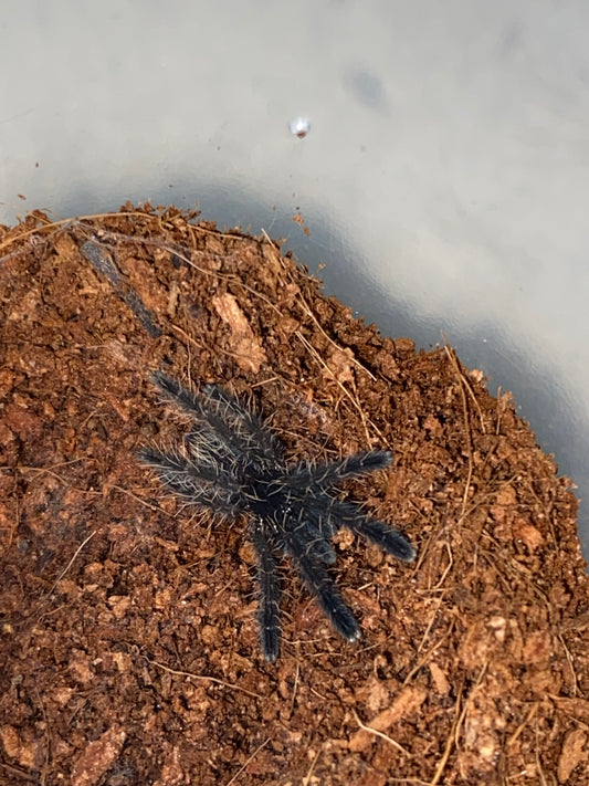 Aspinochilus Rufus (Peach Earth Tiger)