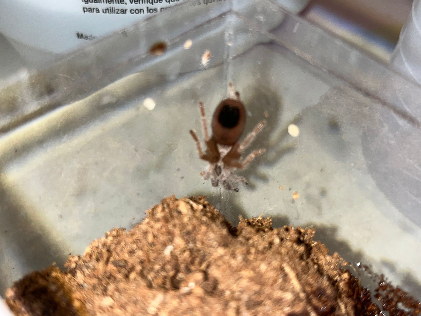 Aphonopelma Eutylenum (California Ebony)