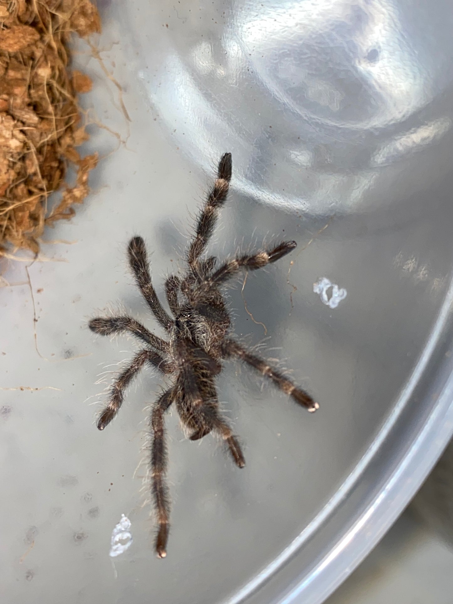 Poecilotheria Vittata (Ghost Ornamental) *California Sales Only