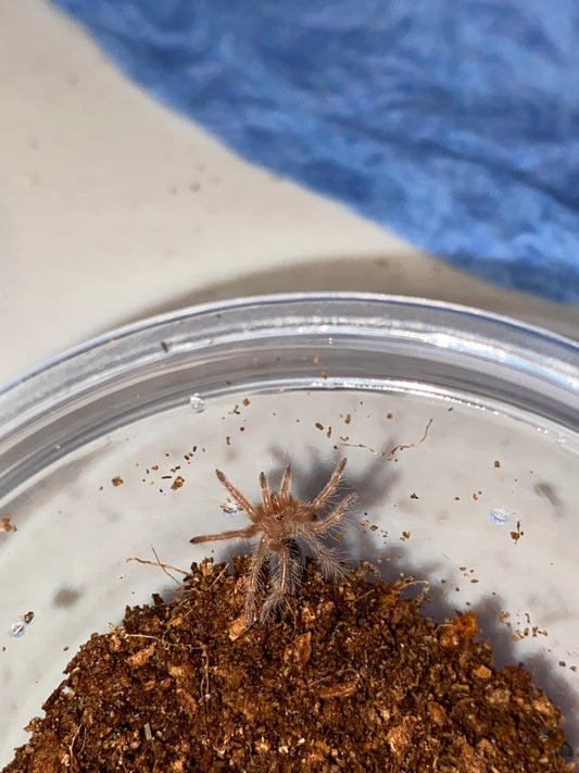 Grammostola Pulchripes (Chaco Golden Knee)