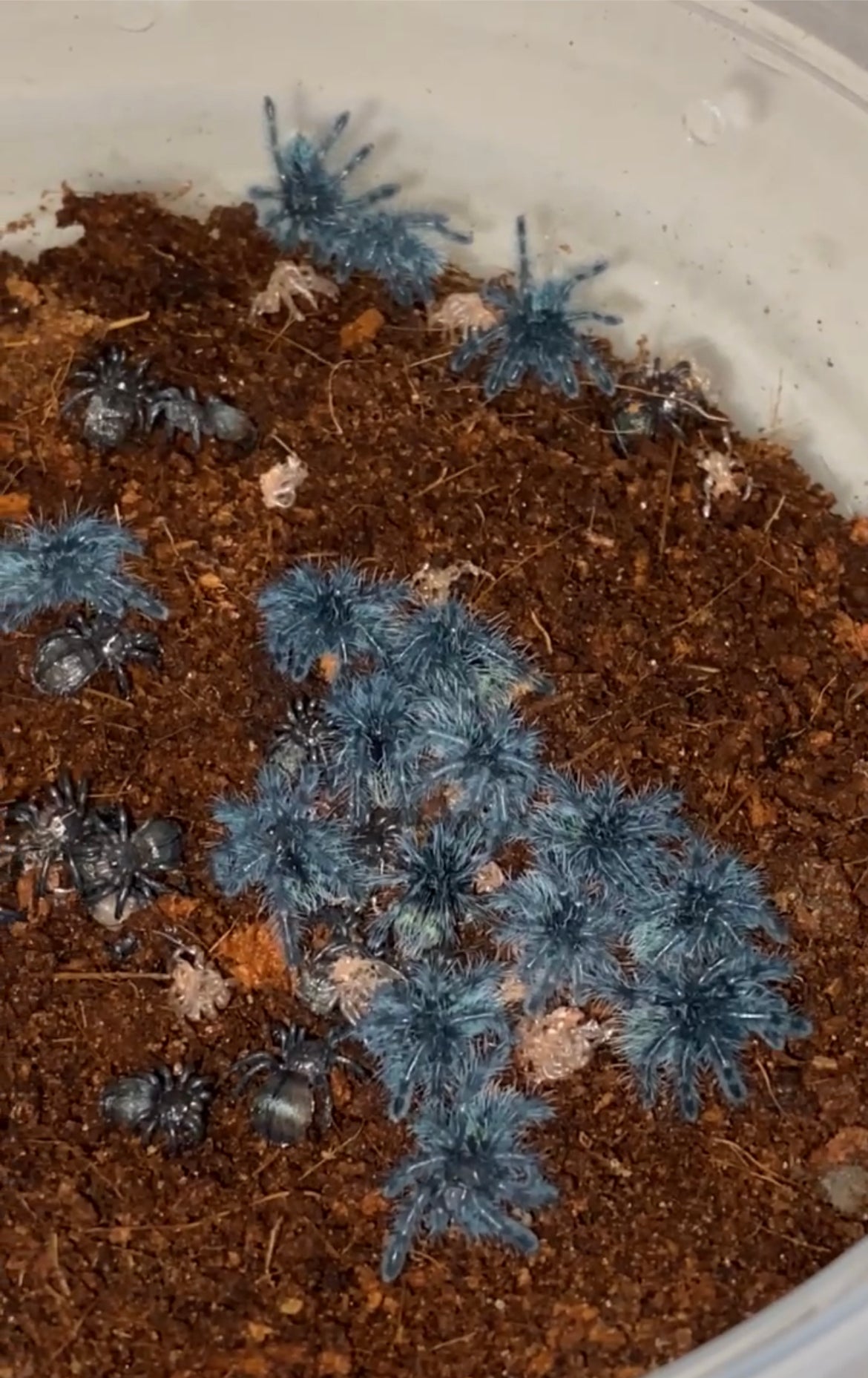 Caribena Versicolor (Antilles Pinktoe)