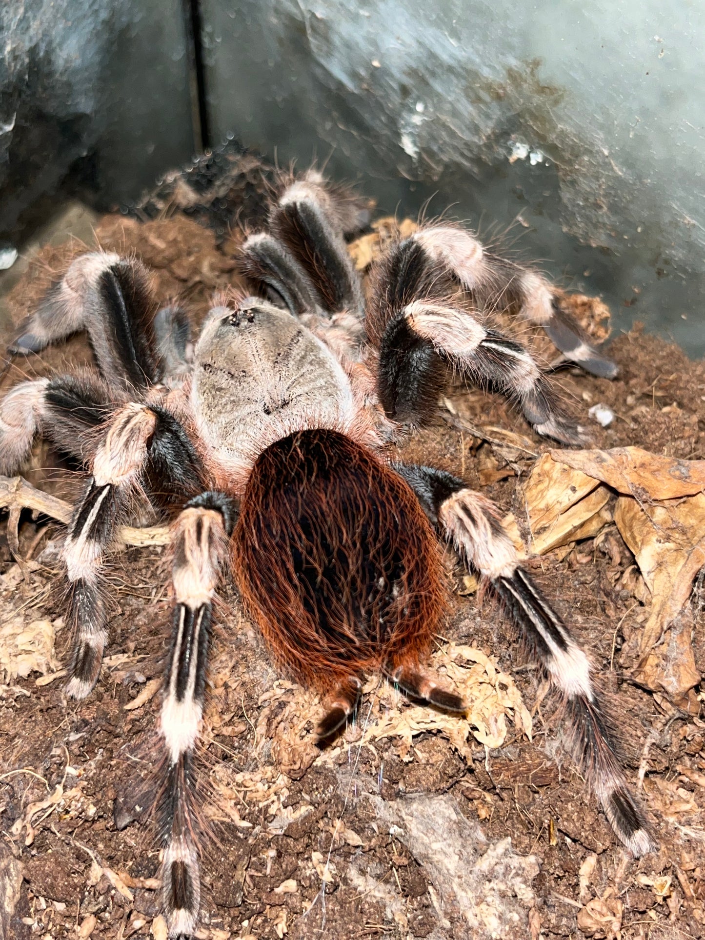 Nhandu Chromatus (Brazilian Red and White)