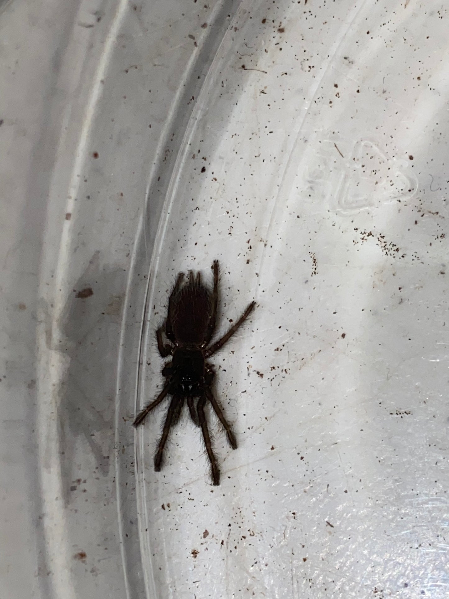 Chilobrachys Fimbriatus (Indian Violet) .5 in