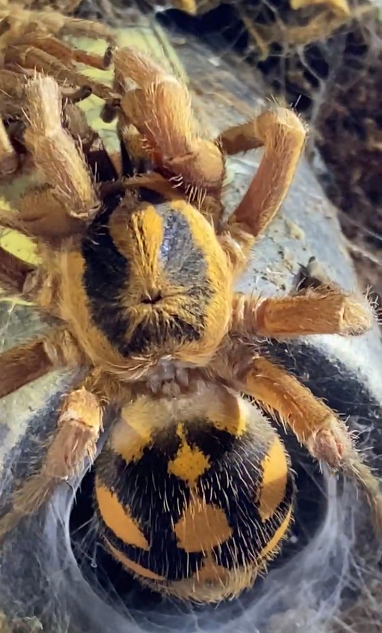 Hapalopus sp Columbia (Pumpkin Patch)