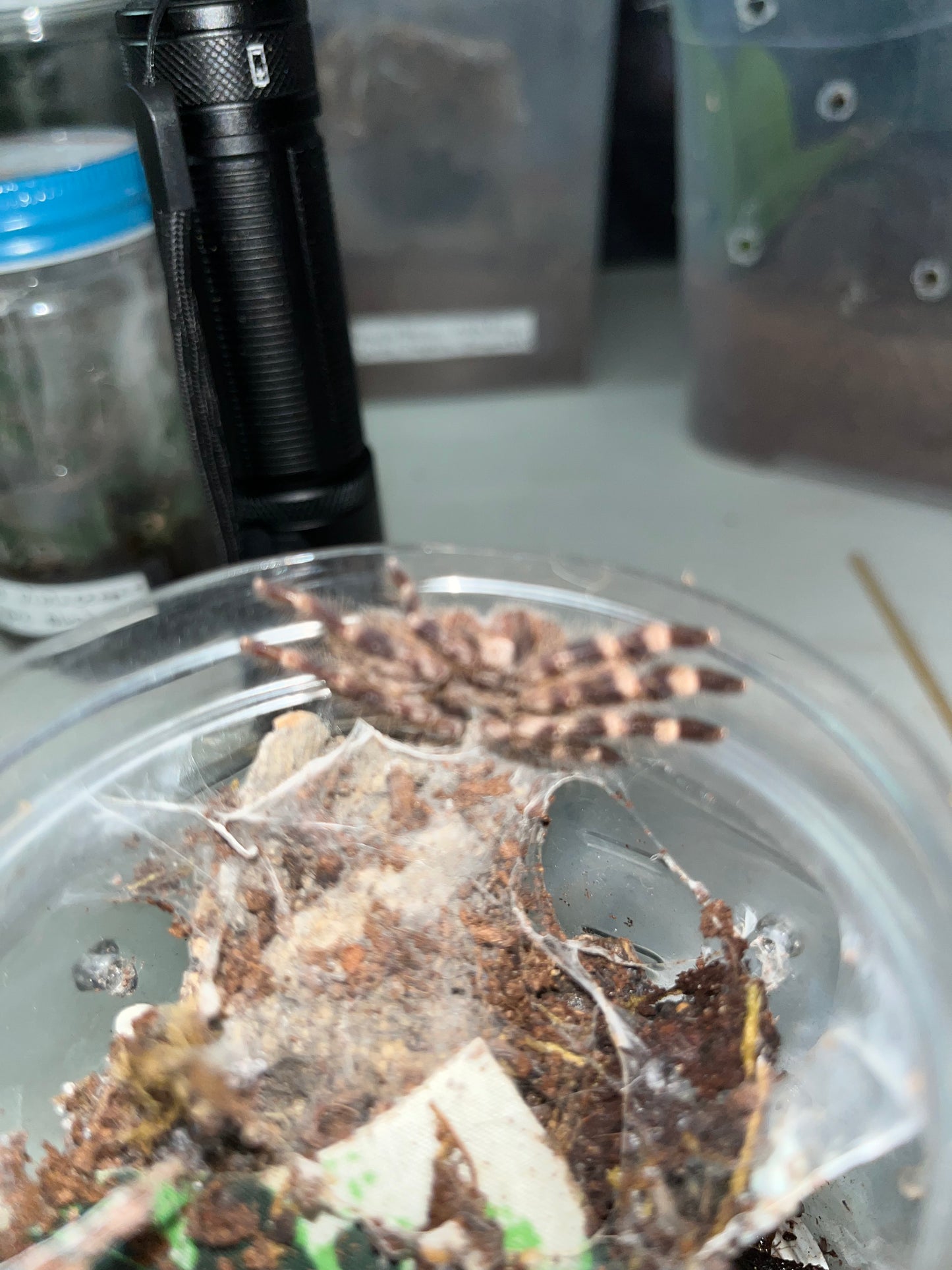 Poecilotheria Regalis (Indian Ornamental) 1.75 in