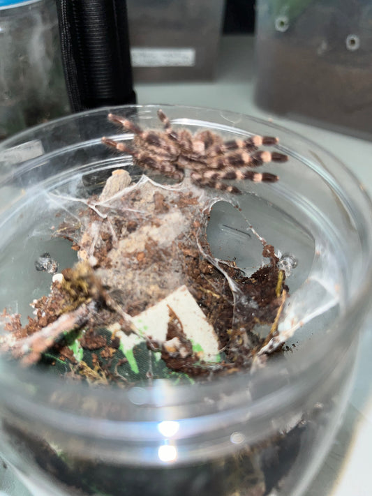 Poecilotheria Regalis (Indian Ornamental) 1.75 in