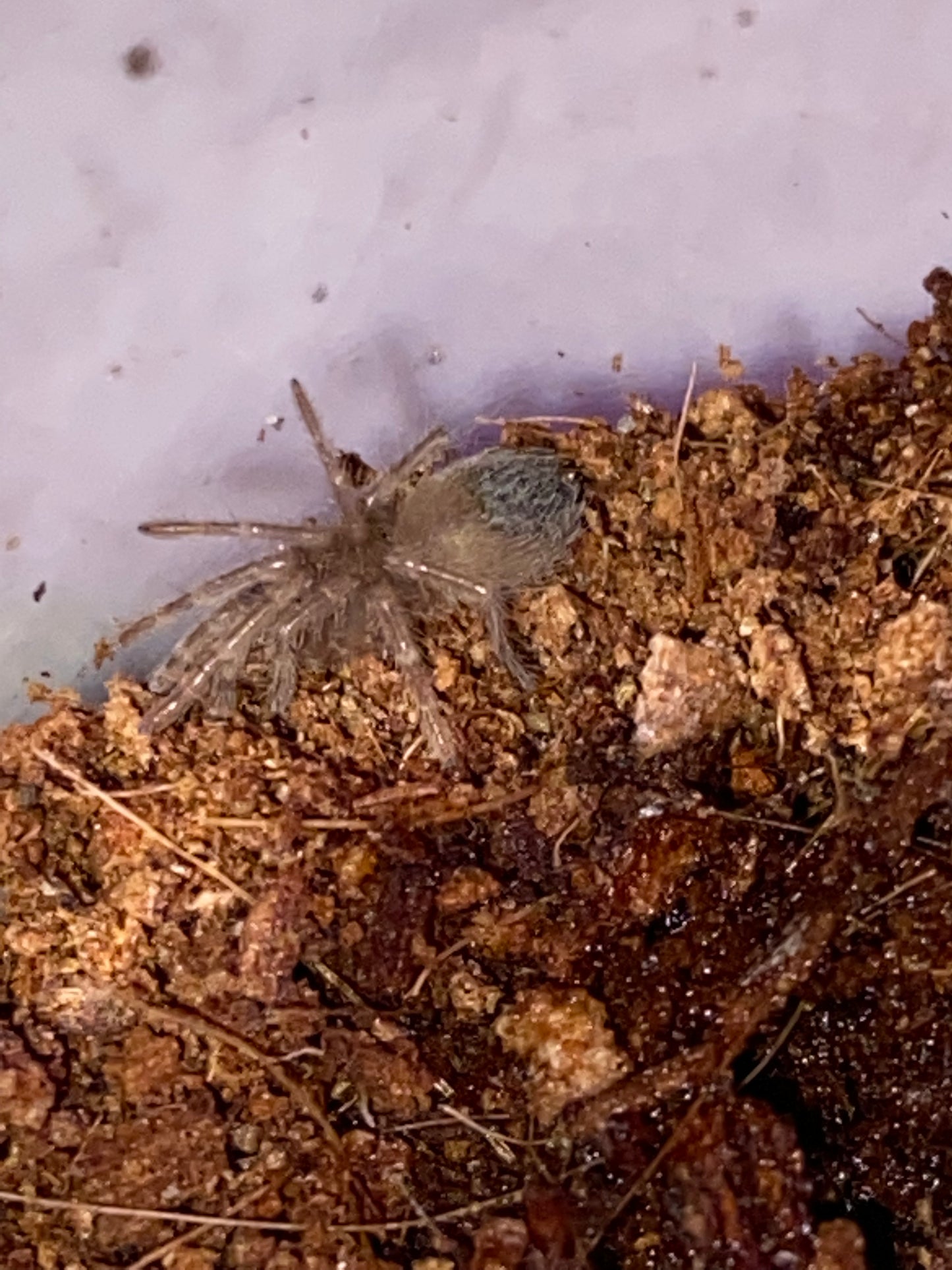 Brachypelma Hamorii (Mexican Redknee)