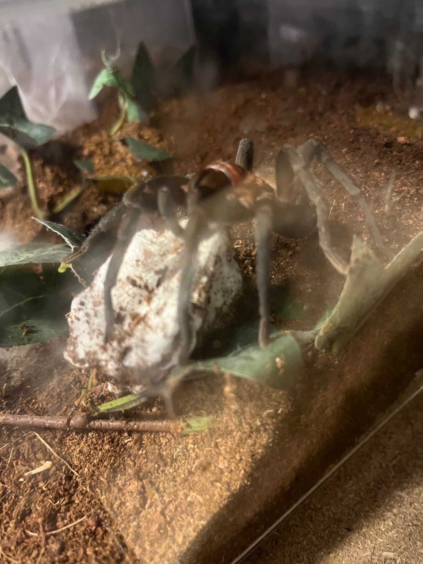 Bumba Horrida (Brazilian Redhead) 1.25 in