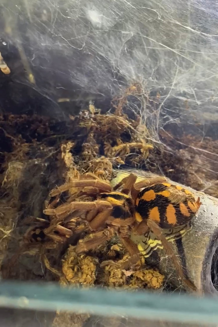 Hapalopus sp Columbia (Pumpkin Patch)