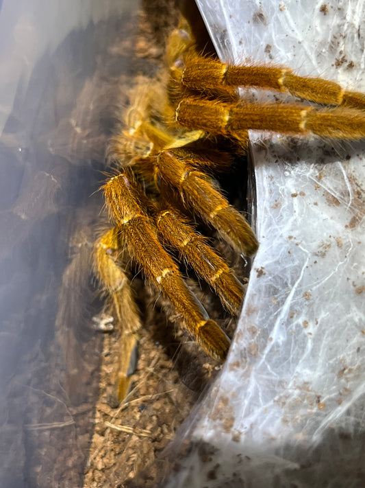 Pterinochilus Murinus (Orange Baboon) 2 in