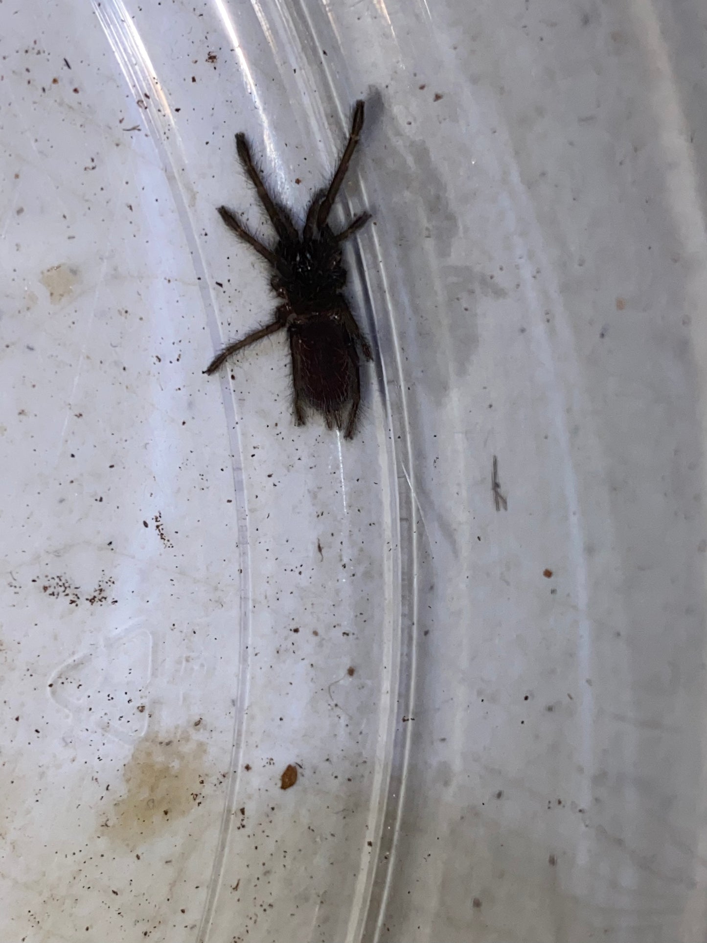 Chilobrachys Fimbriatus (Indian Violet) .5 in
