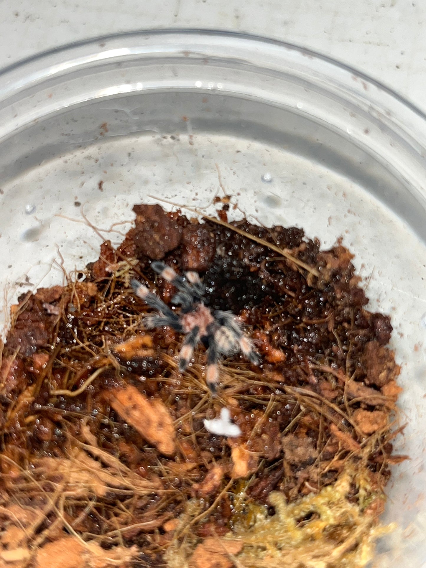 Psalmopoeus Irminia (Venezuelan Suntiger) 1 inch