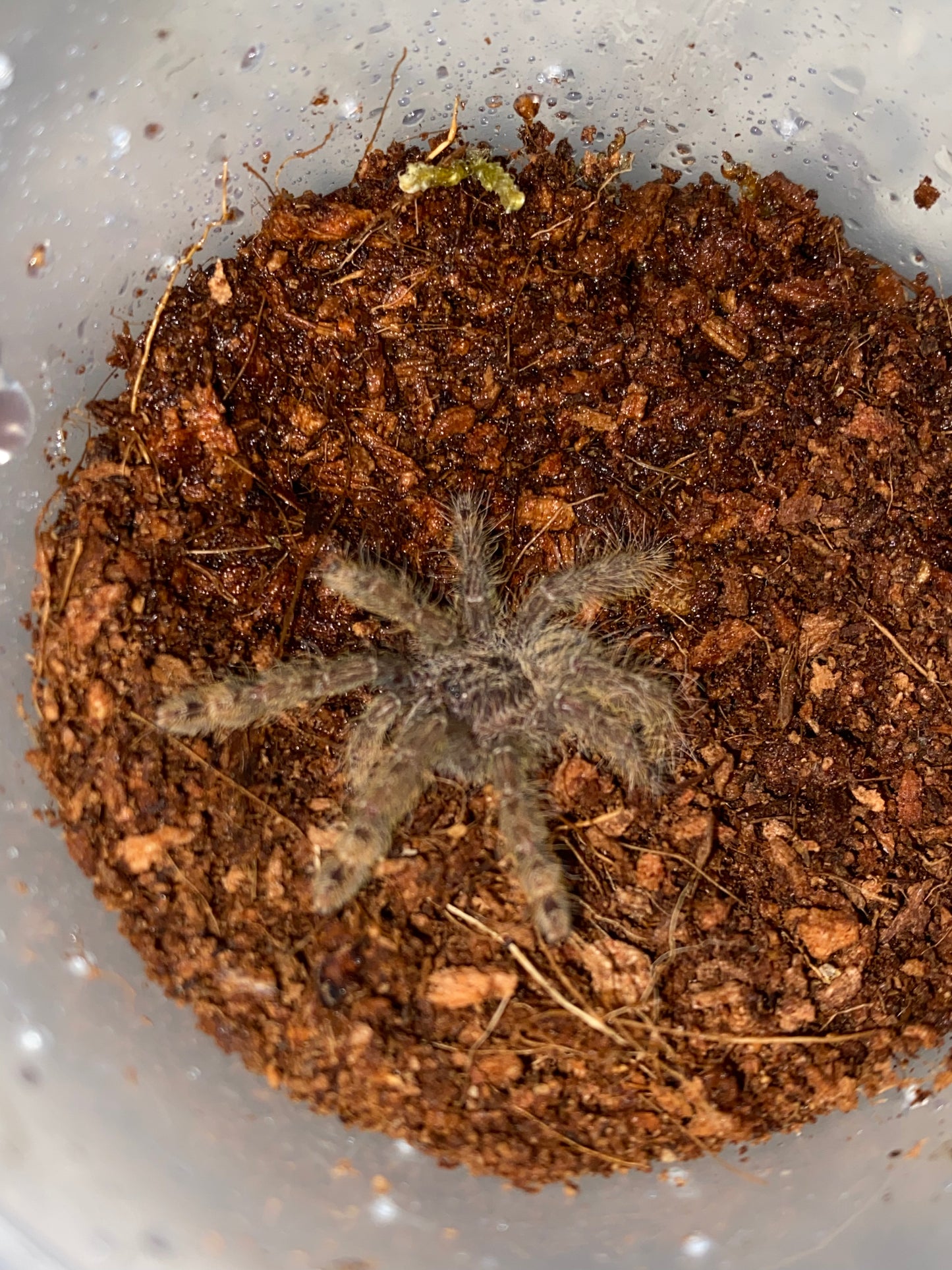 Stromatopelma Calceatum (Feather Leg Baboon)